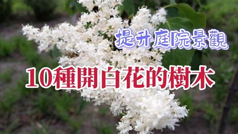 開白花的喬木|開白花的樹：花園裡最美麗的樹種 